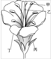 6 根據附圖花的構造 回 阿摩線上測驗