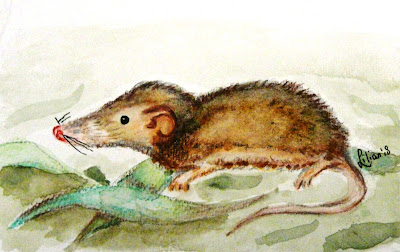 Spitsmuis