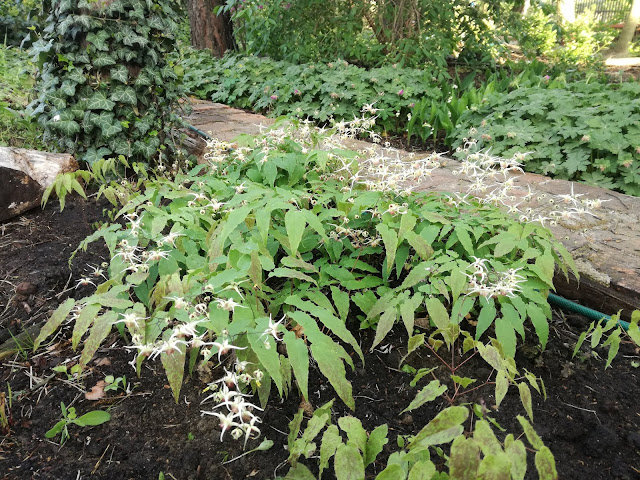epimedium Domino ogród leśny