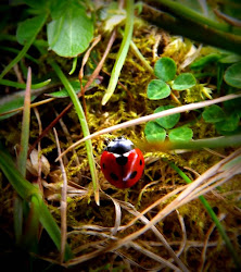 ladybird fly away maybe lift hill give claire