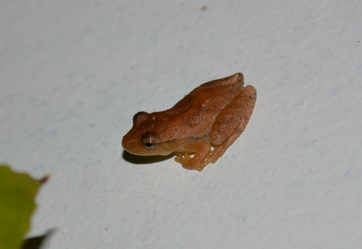 Woods Walks and Wildlife Creatures of the Night A Peeper on my Porch