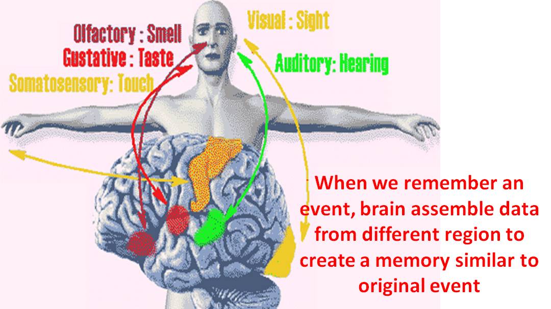 Saphyaire's Science Journal How much memory do we have and How memory is storedretrieved in