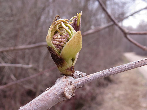 Cornus racemosa
