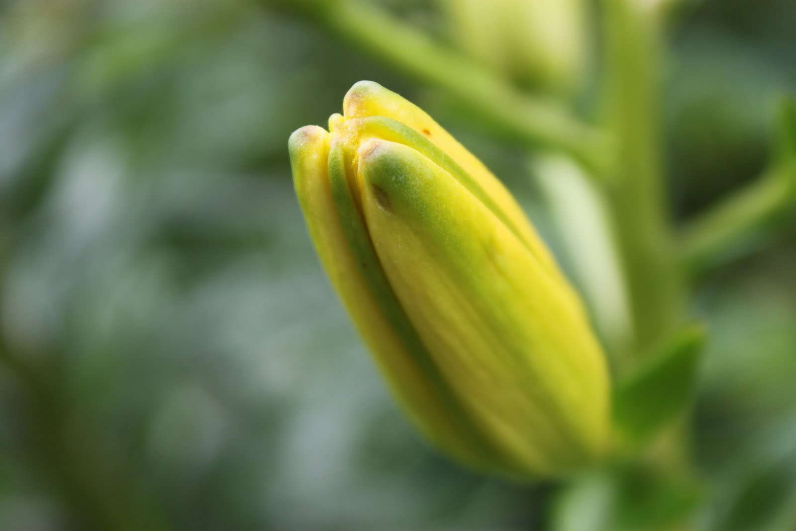 Pat's Addition Lilies of the Field