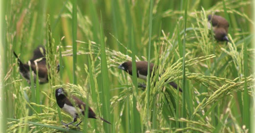 Tips Trik Mengusir Burung Pada Tanaman Padi Dengan Mudah Jual Paranet Murah