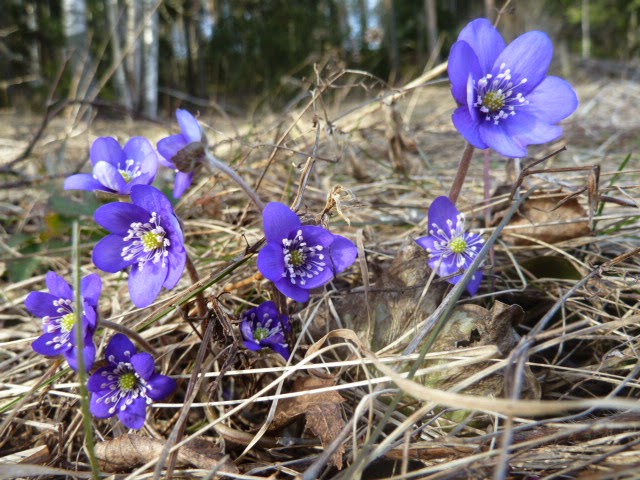 sinivuokkoja