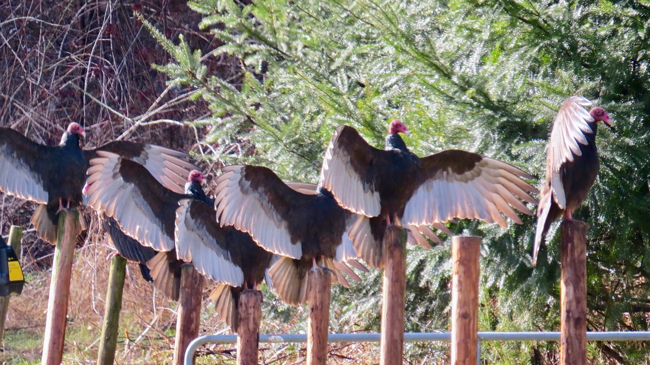 LuAnn Kessi Goats, Calves, Turkey Vultures...