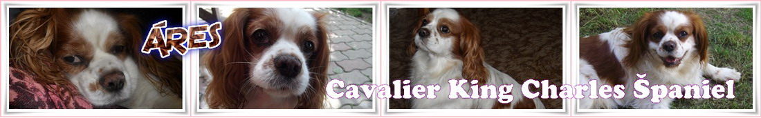 Môj pes Cavalier