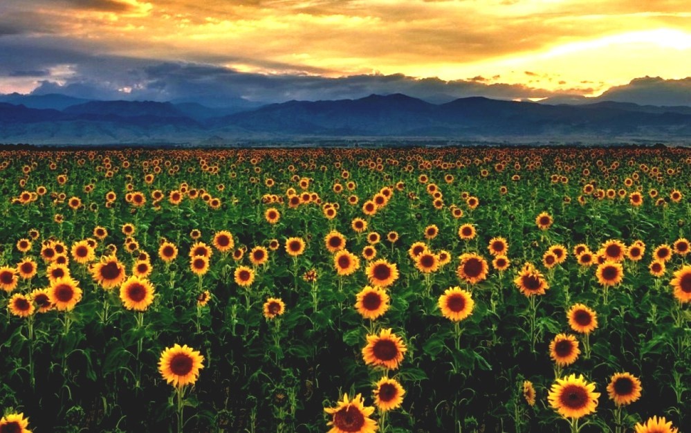 Culture Of North Carolina