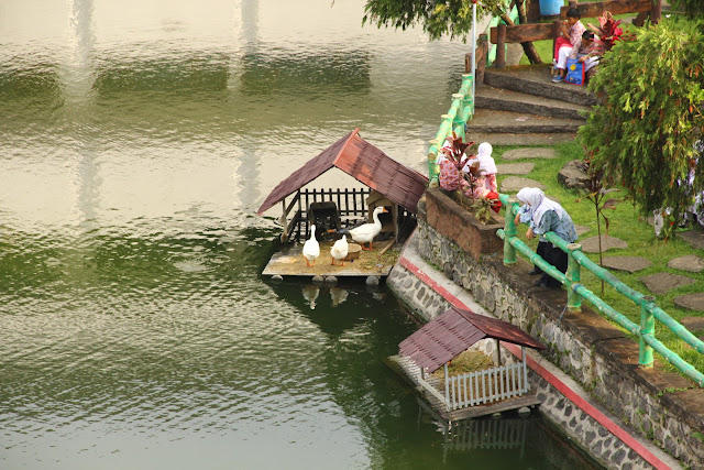 Interesting Wallpapers: Beautiful Pond and Plants