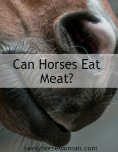 Do horses eat meat? Can they? The answer might surprise you!