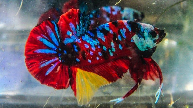 Waterweeds Betta Fish Image Waterweeds Betta Fish Image