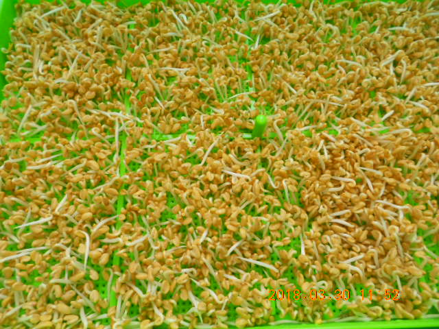 ��Ī��,��Ī�گ�,fenugreek,fenugreek-seeds,�����l,��Ī�ڽ��n,��Ī�ڬ�\��,��Ī�گ��\��,��Ī�ڵo����,��Ī�ڬ�