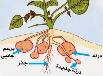 التكاثر اللاجنسي (الخضري) في النباتات  Vegetative Reproduction 