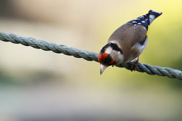 Goldfinch