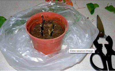 cara menanam tanaman hias di pot yang baik dan lengkap cara menanam tanaman hias di pot yang baik dan lengkap