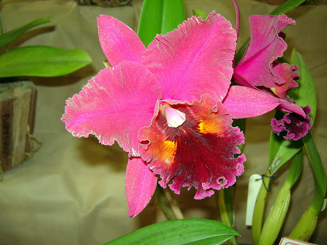 Orquídea Rhyncholaeliocattleya Chia Lin