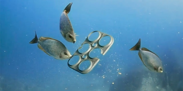 Beer Company Makes Edible Six-Pack Rings That Feed, Rather Than Kill Marine Life  Beer%2BCompany%2BMakes%2BEdible%2BSix-Pack%2BRings%2BThat%2BFeed%252C%2BRather%2BThan%2BKill%252C%2BMarine%2BLife