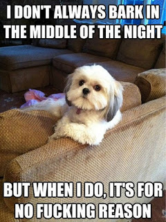 Dog Memes Dog Memes