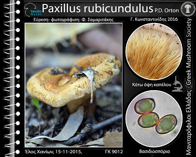 Paxillus rubicundulus P.D. Orton