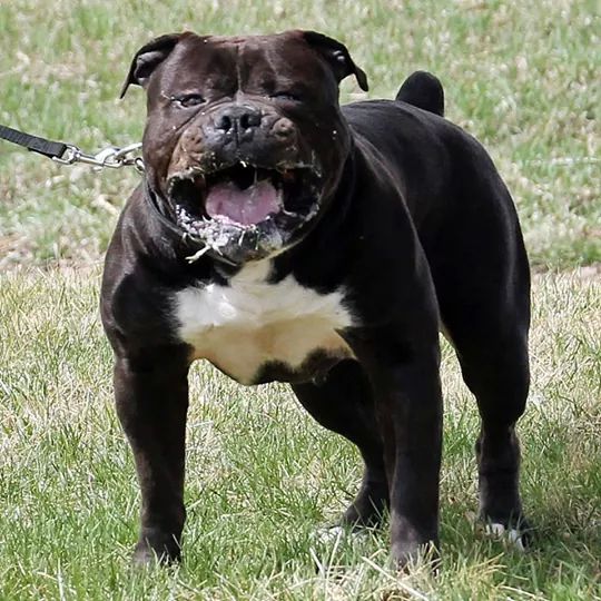 Hermes Bulldogge breed history