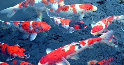 Jelaskan Manfaat Ikan Hias Aneka Ikan Hias