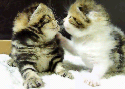 Funny cats - part 153, funny cat gif, best cat gifs, cute cats