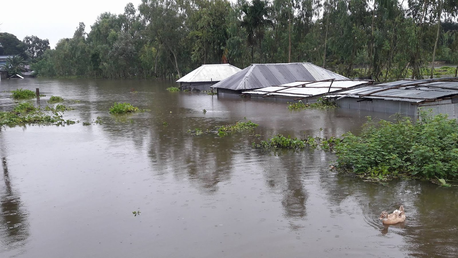 Где идет наводнение. Муссонные дожди вызывают половодье на реке в Евразии. Наводнение сельского хозя муссонных дождей. Озеро Каптаи Бангладеш.