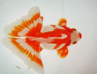 Ikan Mas Butterfly Tail Gambar Ikan Mas Butterfly Tail