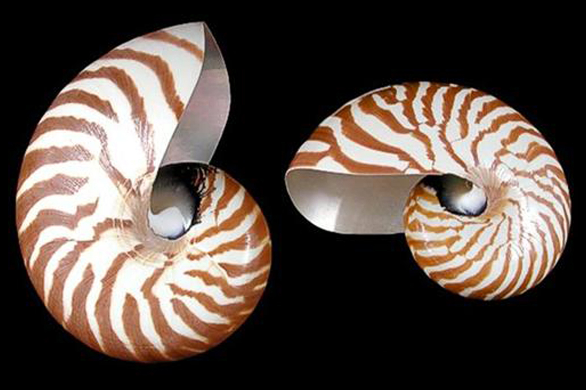 World's Most Amazing Things World's Amazing Snail Shell Part 01