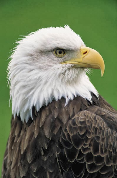 green eagle clip art - photo #43