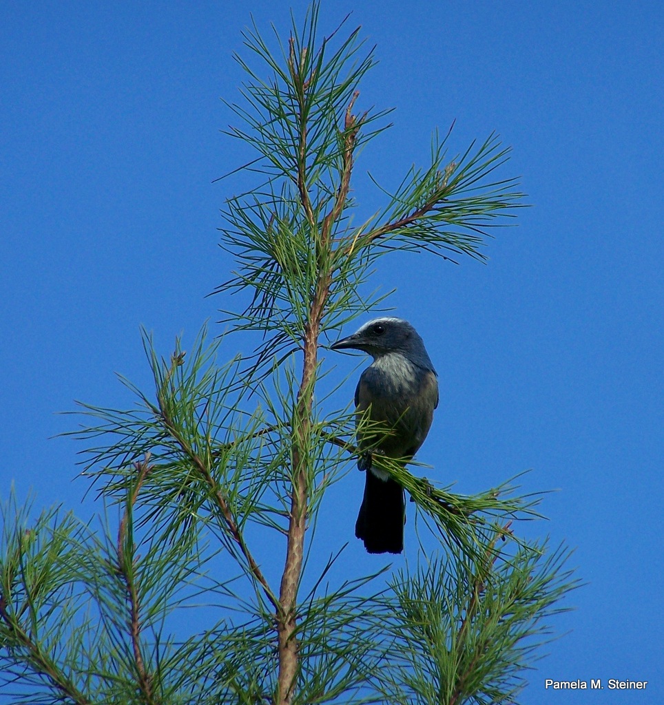 Jack Doors Birds & For Those Of You Who Do Not Know What A Scrub Jay Is