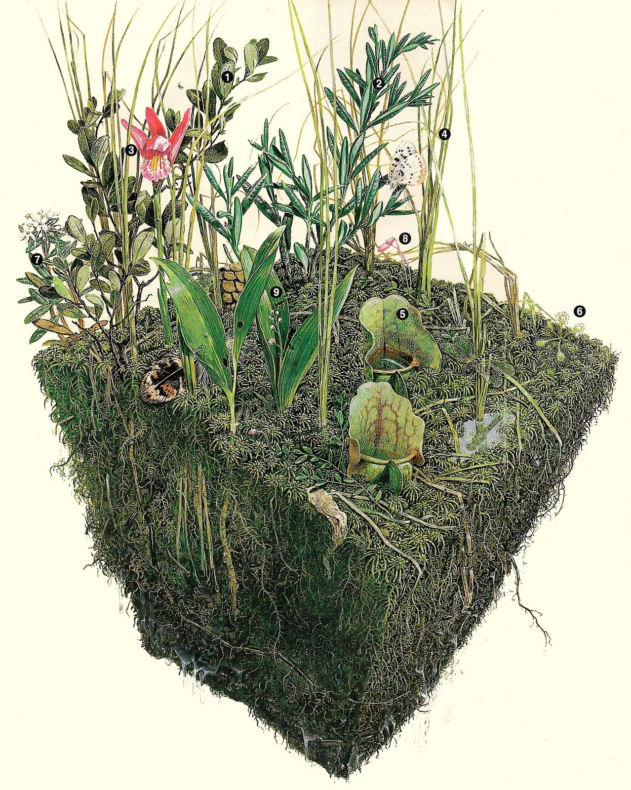 Contain plants. Peat Moss. Криптоботаника. Криптоботаника растения. Adaptive растения.