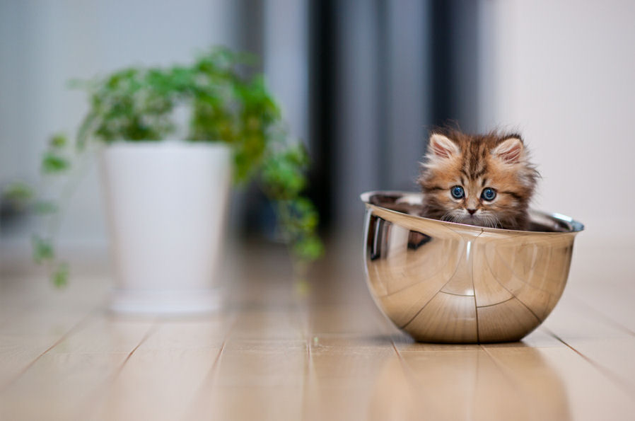 Un lindo gatito - Cute little kitten | Un lindo gatito - Cute little ...