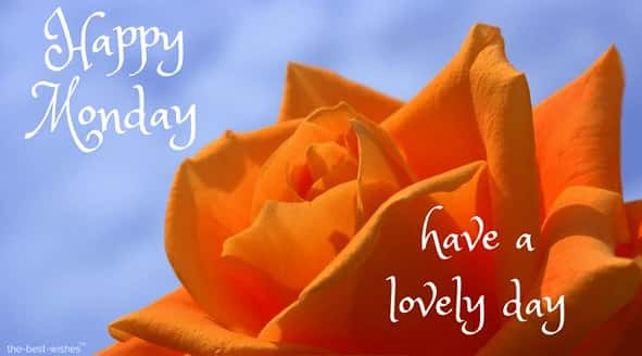 happy-monday-orange-flower-images happy monday orange flower images