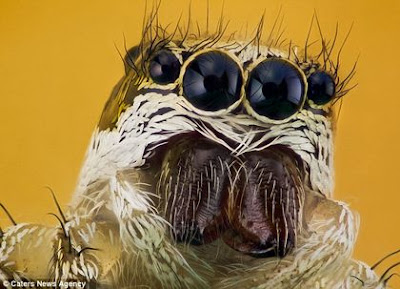  Serangga adalah binatang kecil yang memeliki spesies terbanyak di dunia ini Foto-Foto Unik dan lucu Wajah Serangga