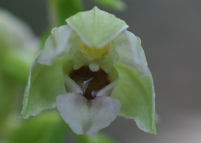 Epipactis leptochila Epipactis leptochila