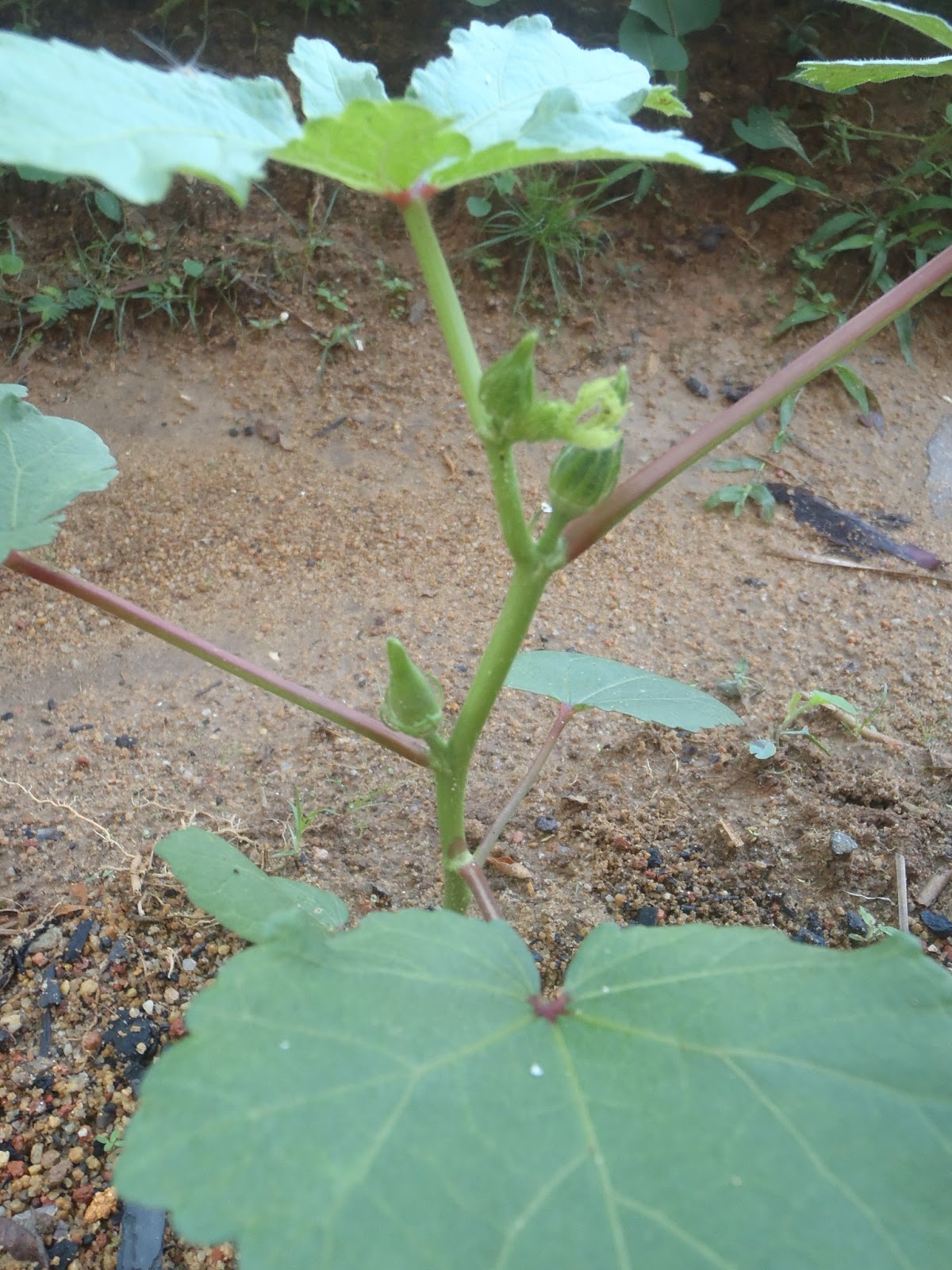 My Farming Footprints Red okra Vs Green okra