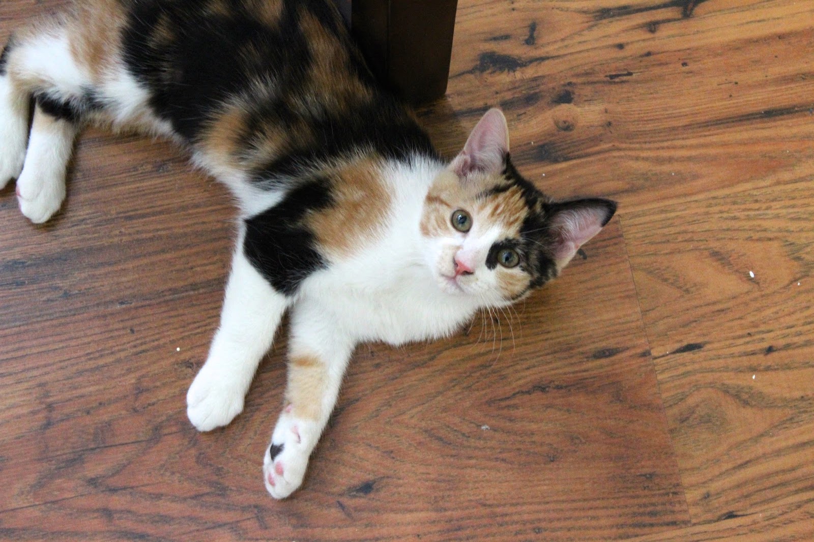 Crazy Calico Cats Calico Randoms