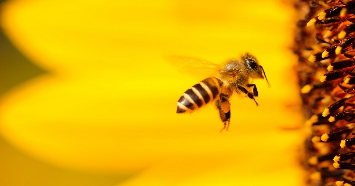 Bees Were Declared To Be The Most Important Beings On The Planet