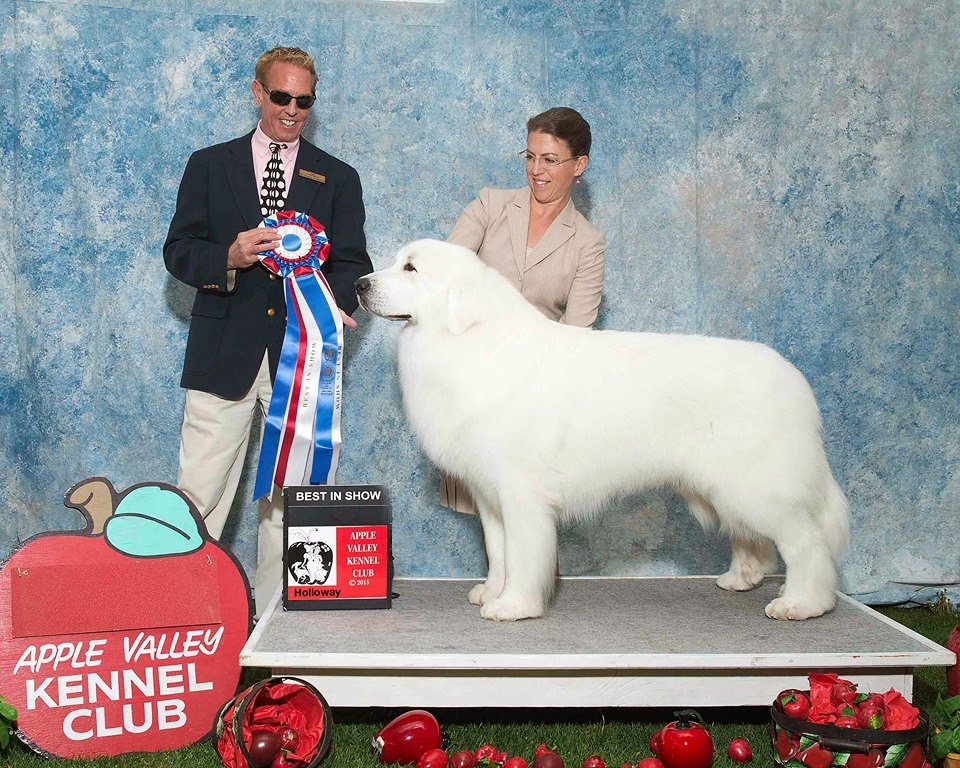 DOG SHOW POOP APPLE VALLEY KENNEL CLUB