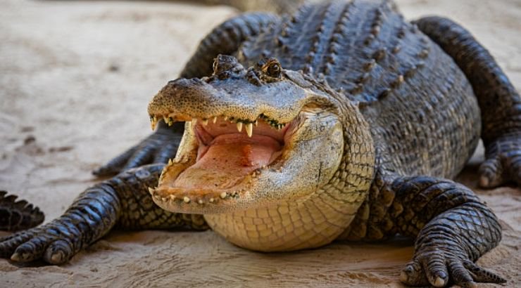 Police in Alabama Warned Against the Rise of Meth-Crazed Alligators Police in Alabama Warned Against the Rise of Meth-Crazed Alligators
