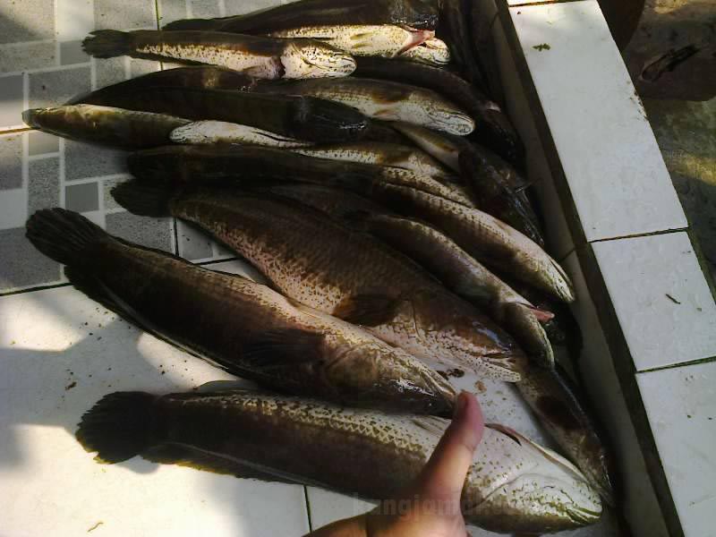 Analisa Usaha Budidaya Ikan Gabus Dalam Kolam Terpal Lengkap - kangjamal.com