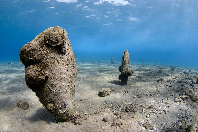 New parasite decimates giant clam species in Mediterranean New parasite decimates giant clam species in Mediterranean