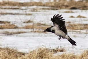 Los cuervos tienen una avanzada comprensión racional