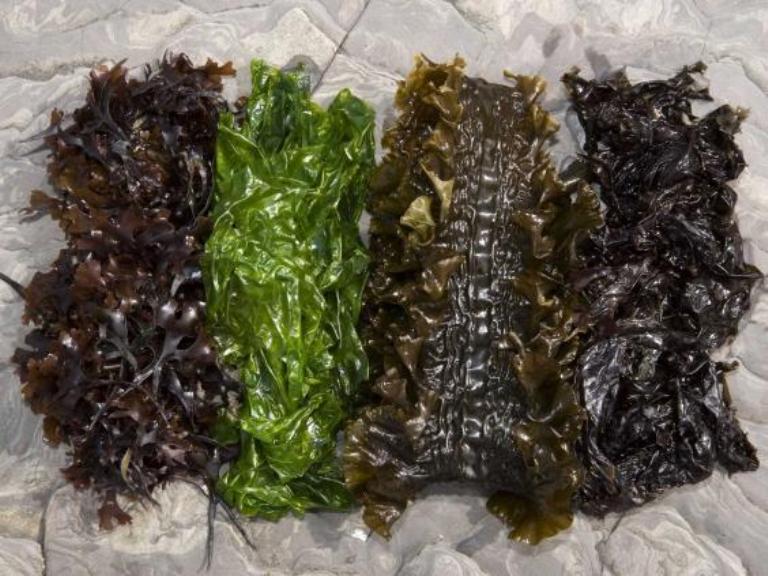 Seaweed Benefits and Side Effects When You Eat Them Fresh Seaweed Suppliers, Seaweed Producers