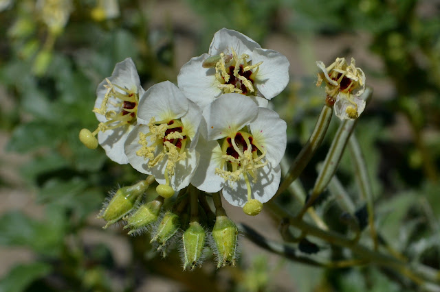 brown-eyed evening primrose