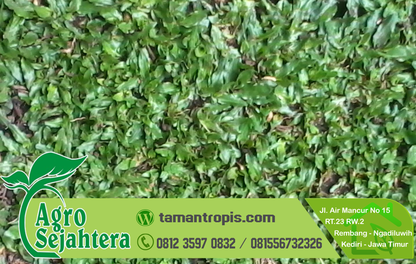 80+ Gambar Rumput Gajah Mini Terbaik 80+ Gambar Rumput Gajah Mini Terbaik