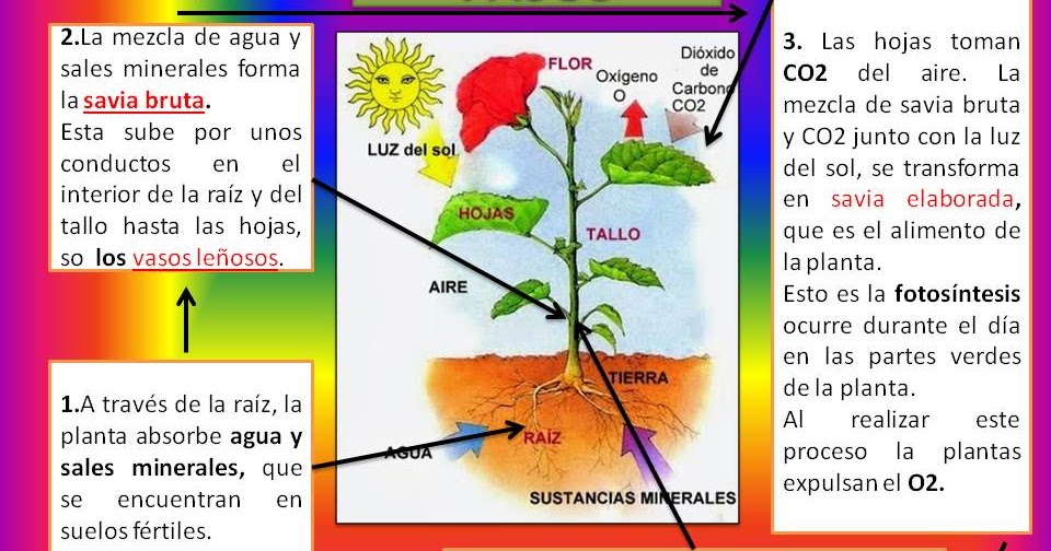 View Mapa Conceptual Nutricion De Las Plantas Pics Nietma The Best The Best Porn Website
