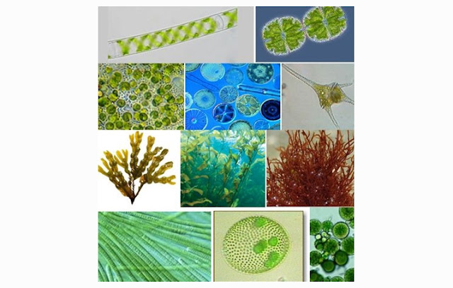 Макроцистис строение. Наука о водорослях. Симбиоз гриба и водоросли в лишайнике. Водоросли альгология. Науки о мхах и водорослях.